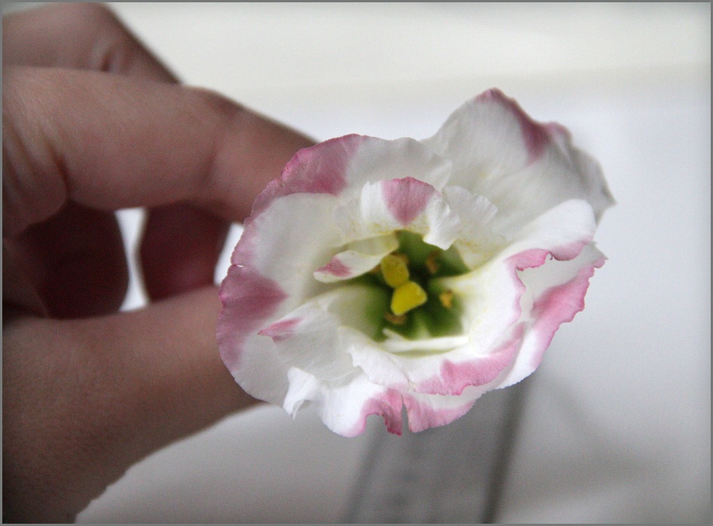 Primer plano: lisianthus