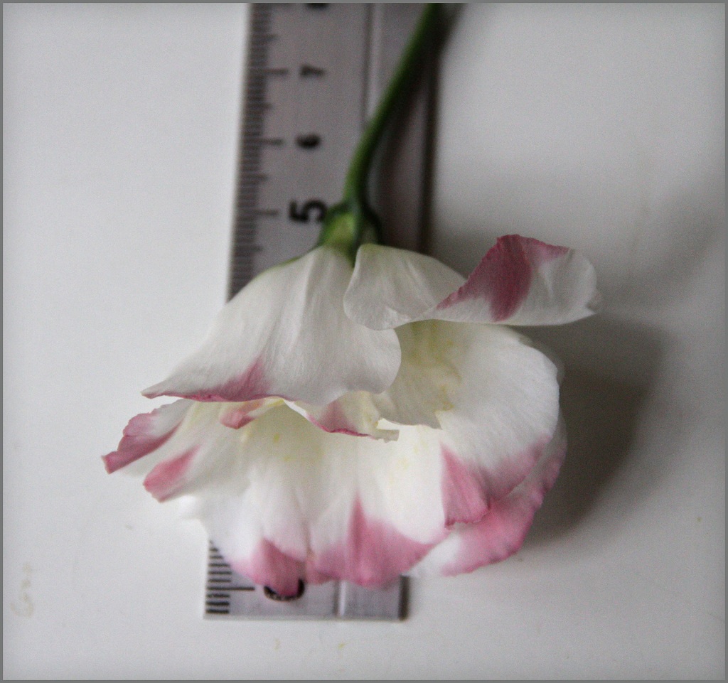 Lisianthus gėlių dydis