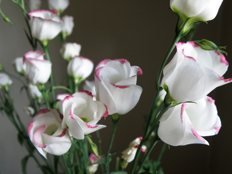 Ramas de Eustoma