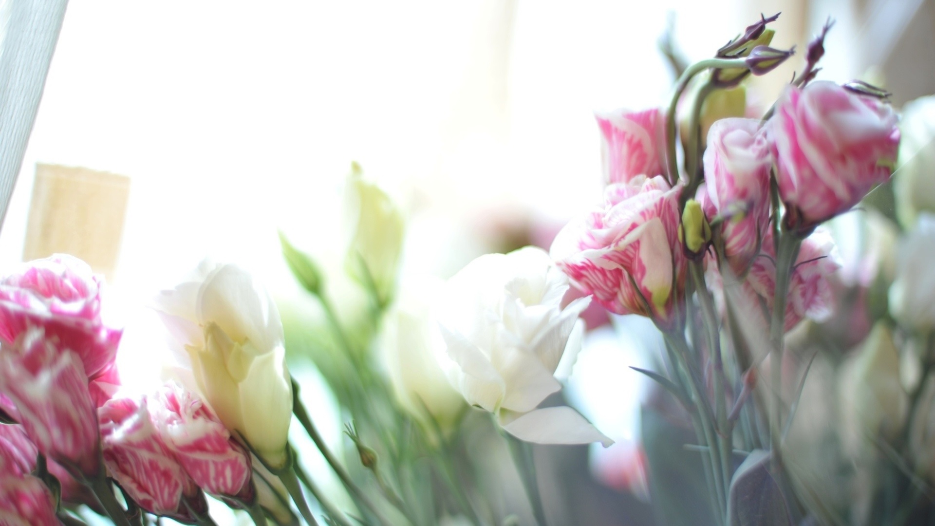 Eustoma šviesos spinduliuose