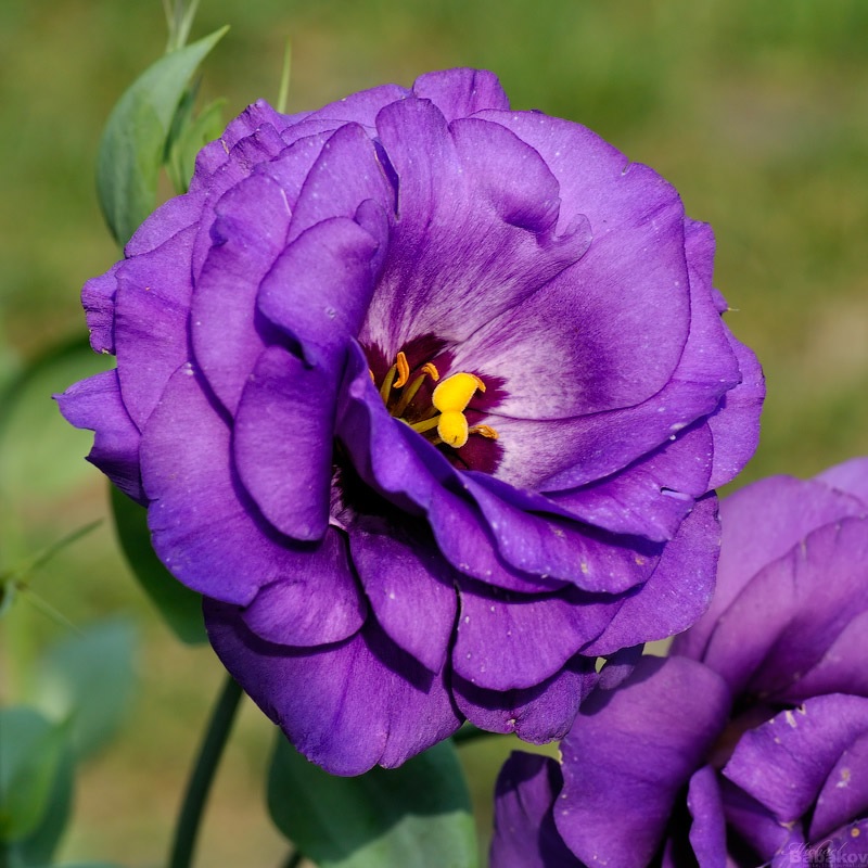 Ryškus lisianthus gėlių lovoje