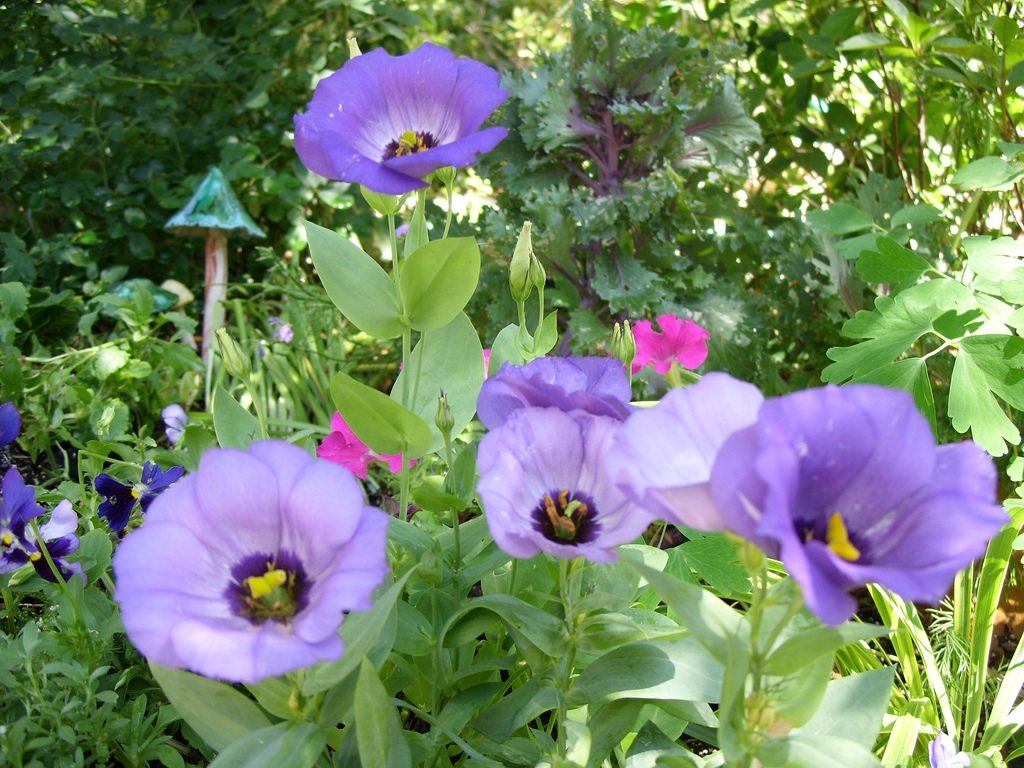 Cama de flores con lisianthus