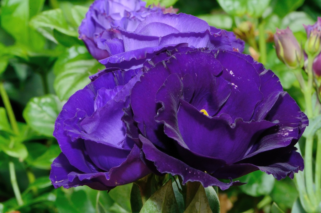 Flores de eustoma brillantes