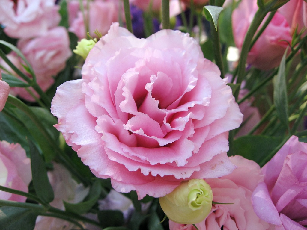 Delicados pétalos de eustoma rosa