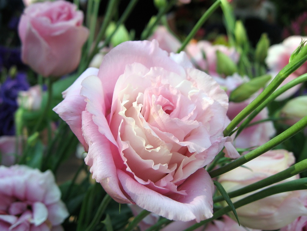 Flores delicadas de eustoma