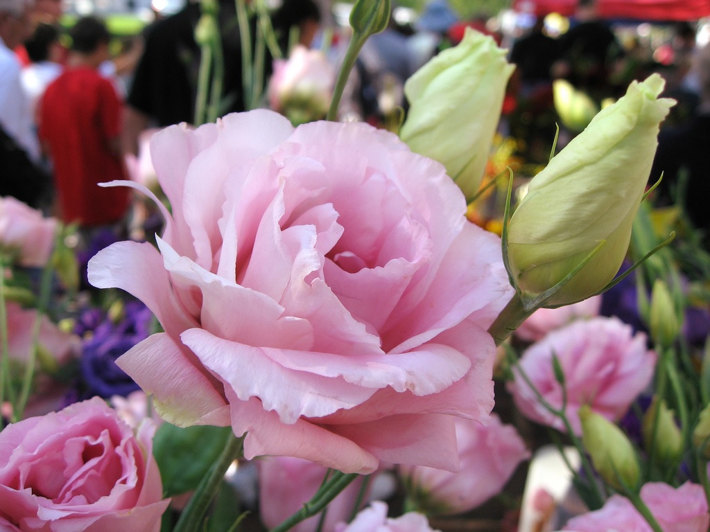 Exuberante flor rosa