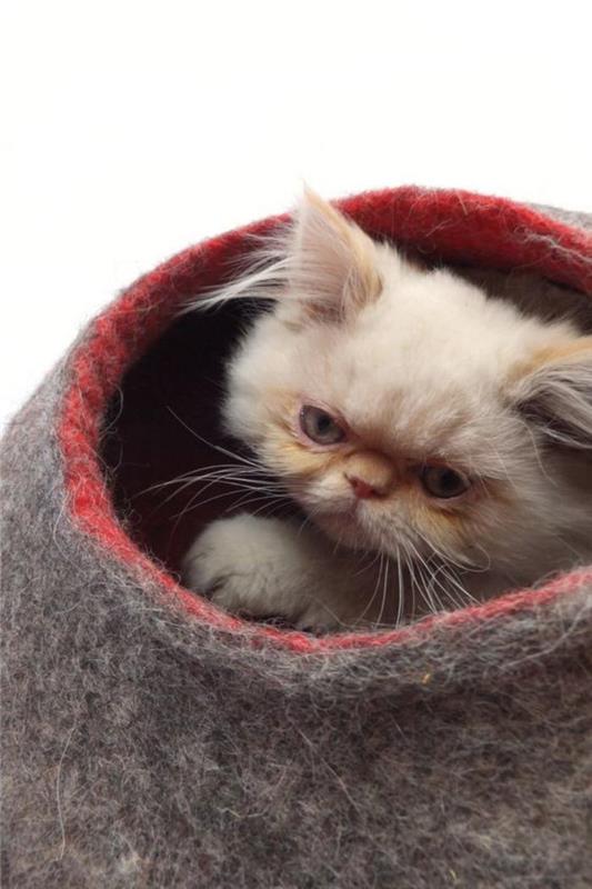 kennel-for-cat-and-persian-white-cat