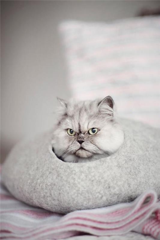veislynas-persui-katė-akmenukas slėptuvėje