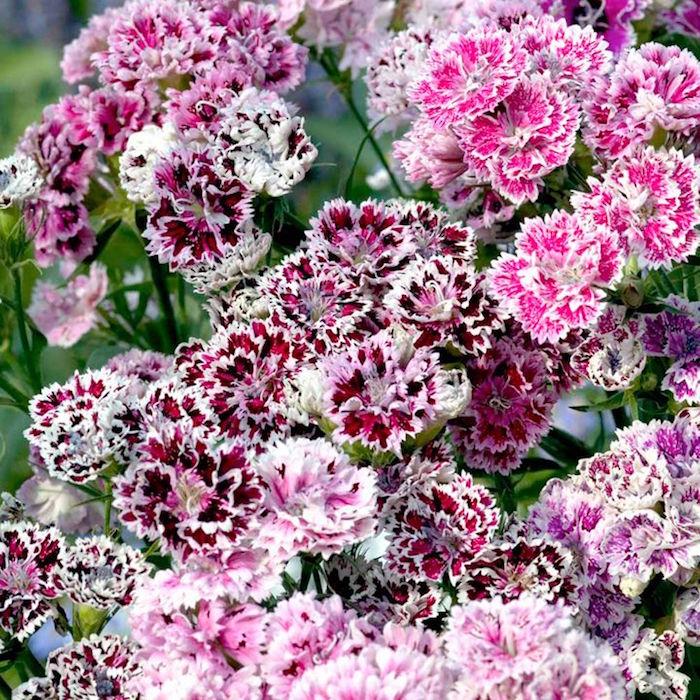 gvazdikai-dianthus-barbatus-gėlės-žiema