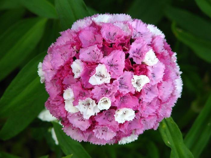 gvazdikai-žiemos gėlės-ruduo-dianthus-barbatus