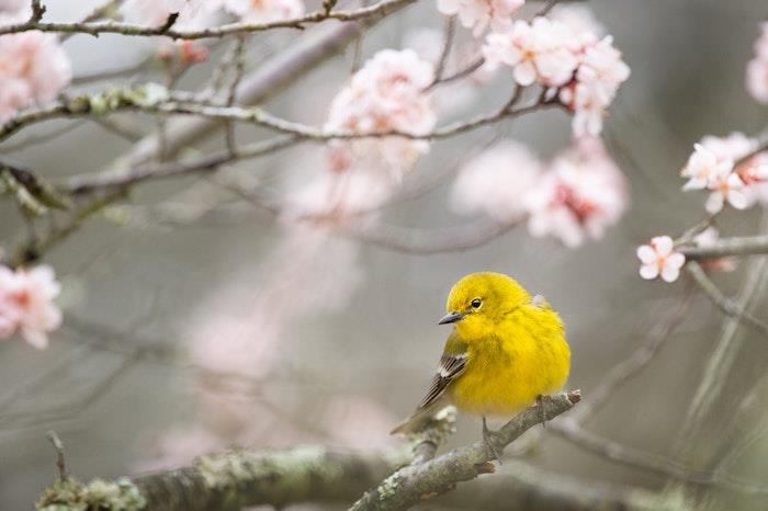 Rumena ptica na cvetoči češnjevi veji, lepo cvetoče drevo, veja s precej pomladno ptico