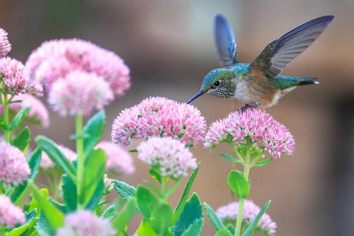 Ideja sove za ozadje narave, kolibri in rožnato barvo, spomladansko pokrajino, rast rastlin