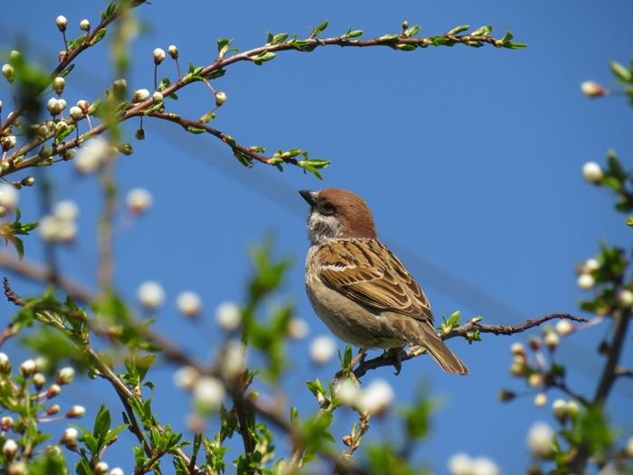 ptičje drevje naravno zdravilo koristni nasveti za boj proti škodljivcem na vrtu