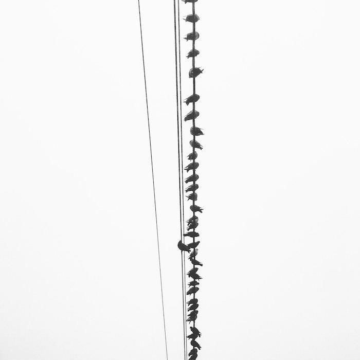 Črno -bela slika ptic na žici, brezplačna fotografija za uporabo kot ozadje
