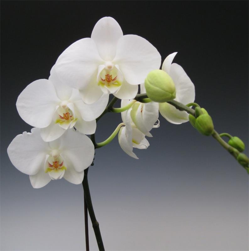 orhideja phalaenopsis je orhideja, ki je zacvetela v beli barvi