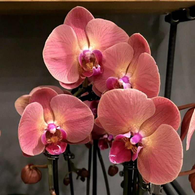 orhideja phalaenopsis je orhideja, ki je cvetela v koralah