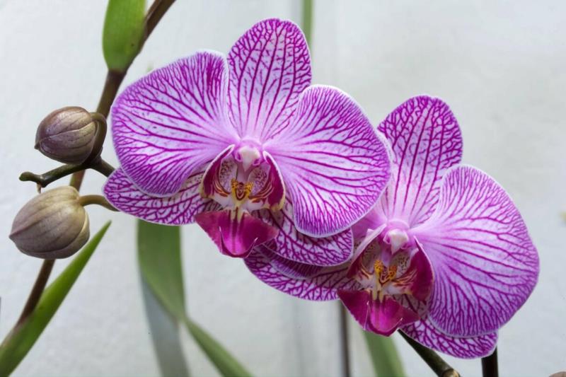 orhideja phalaenopsis je orhideja, ki je cvetela v roza barvi