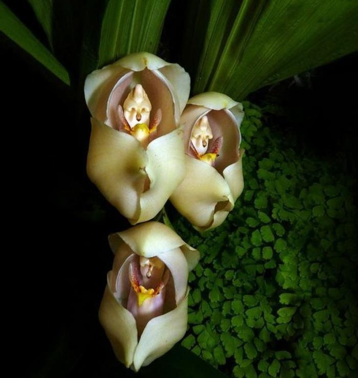 orhideja-redek-otrok-ki-spi-v zibelkah