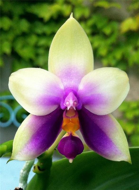 orhideja-redka-lepota-orhidej-divja-orhideja