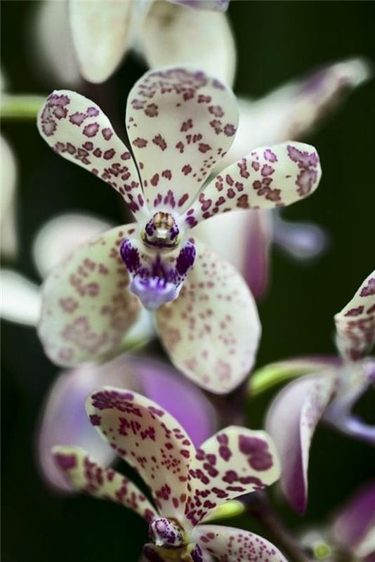 redko-orhidejsko cvetje, ki je videti kot nekaj drugega