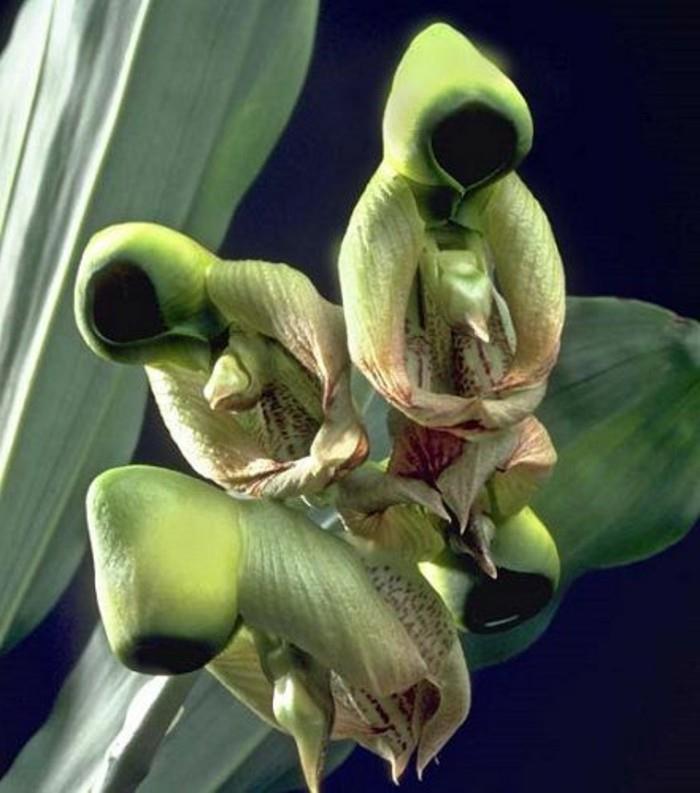 redke-orhideje-moških-ovitih-v-oblačila