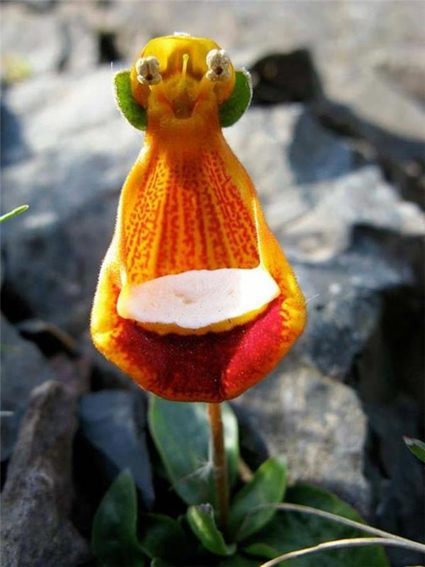 redka orhideja-orhideja, ki posnema živa bitja