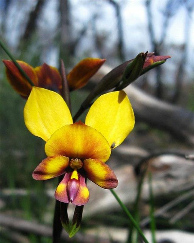 orhideja-redka-osel-orhideja-orhideja-rumena-osel