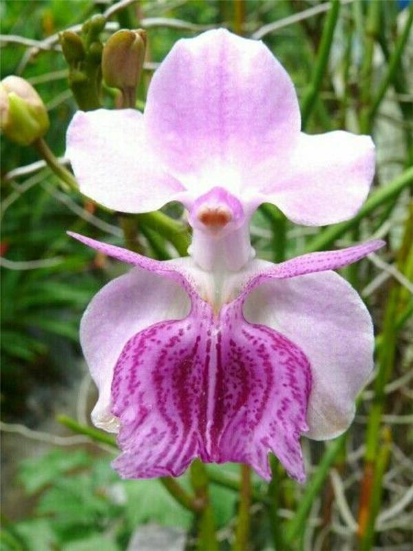 orhideja-redka-vrsta-orhideja-edinstvena-divja-orhideja