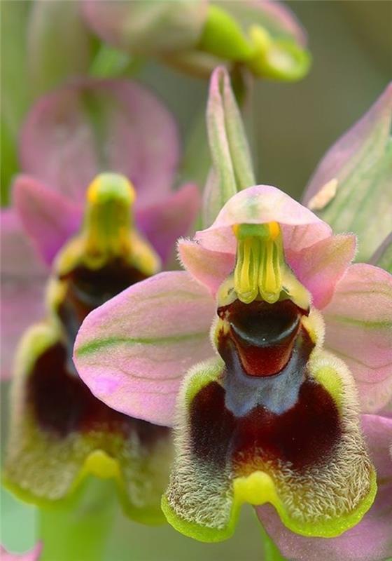orhideja-redko cvetje-ki spominja na smešne obraze