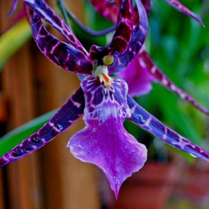 orhideja-redka-lepa-orhideja-v-modro-vijolični