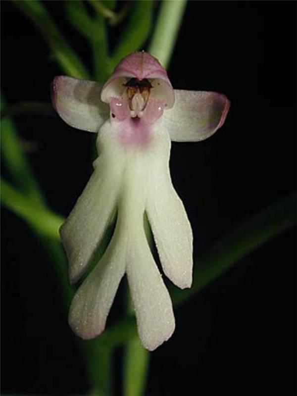 redka-orhideja-skrivno-življenje-orhidej-opica-orhideja