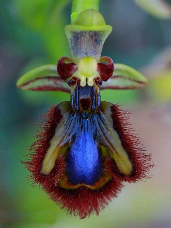 orhideja-redka-mimikrija-divjih-orhidej