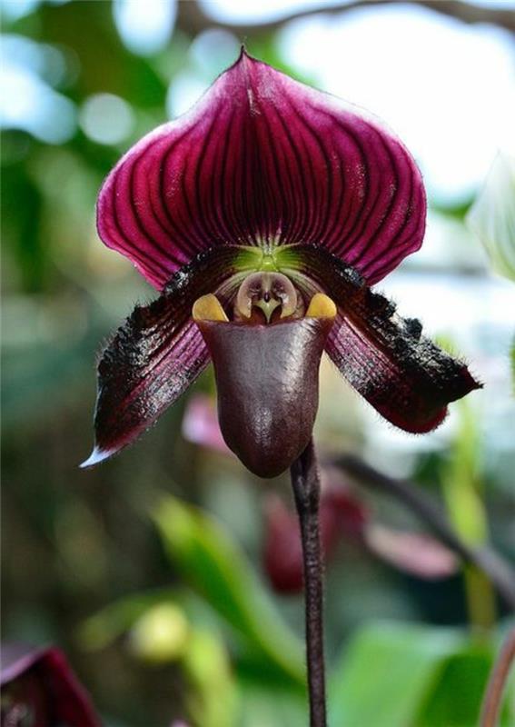 redka-orhideja-čudeži-cvetličnega sveta