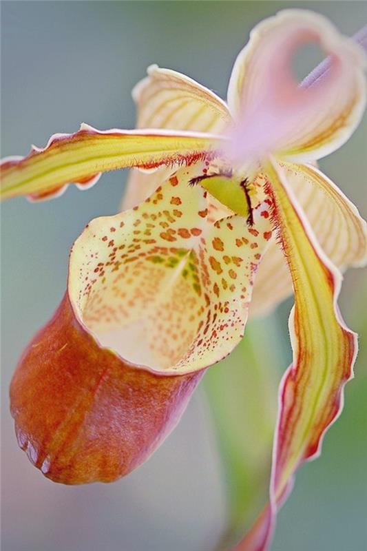orhideje-redke-orhideje-copati-redke-orhideje