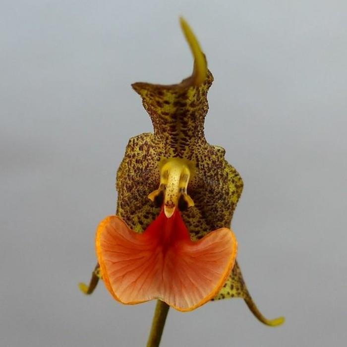 redke orhideje-mimikrija-divjih cvetov