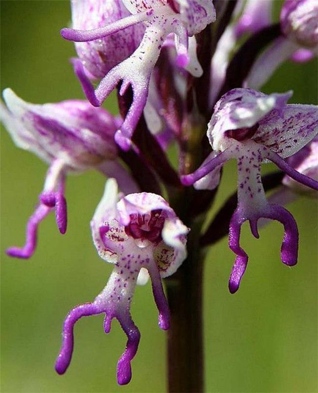 orhideja-redka-orhideja-les-domovi-qui-jump-lila-et-blanc