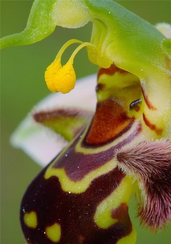 orhideja-redka-čebela-orhideja-podobna-simpatičnemu bitju