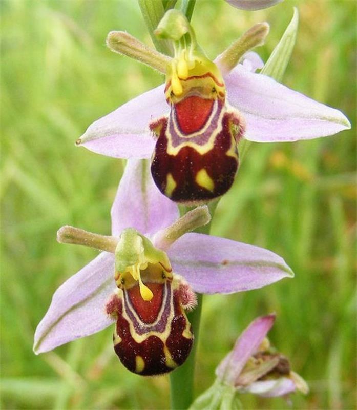 orhideja-redka-orhideja-čebela-roza-mimicrie-des-fleurs