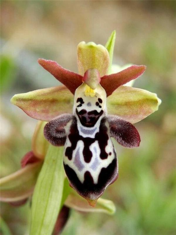 orhideja-redka-orhideja-čebela-nasmejana-divje rože