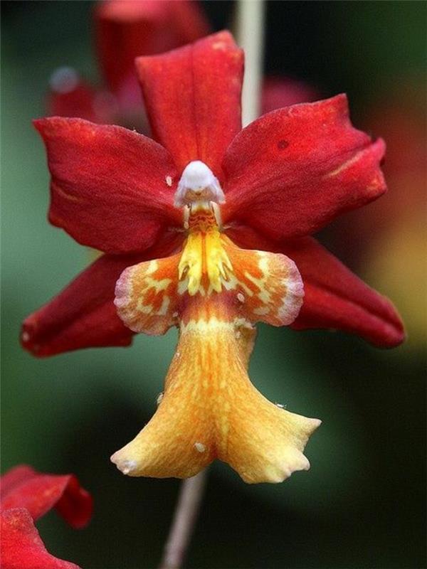 redko-orhideja-orhideja-angel-v-rumeno-rdeči barvi