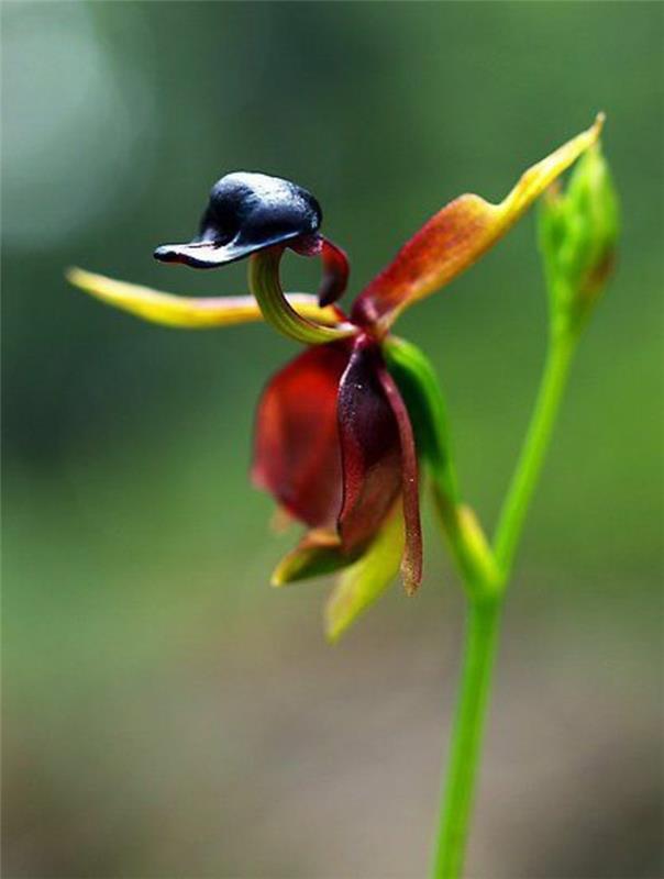 orhideja-redka-orhideja-raca-fantastičnih-cvetov