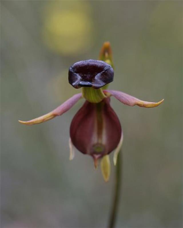 orhideja-redka-orhideja-raca-osupljiva-življenje-orhidej