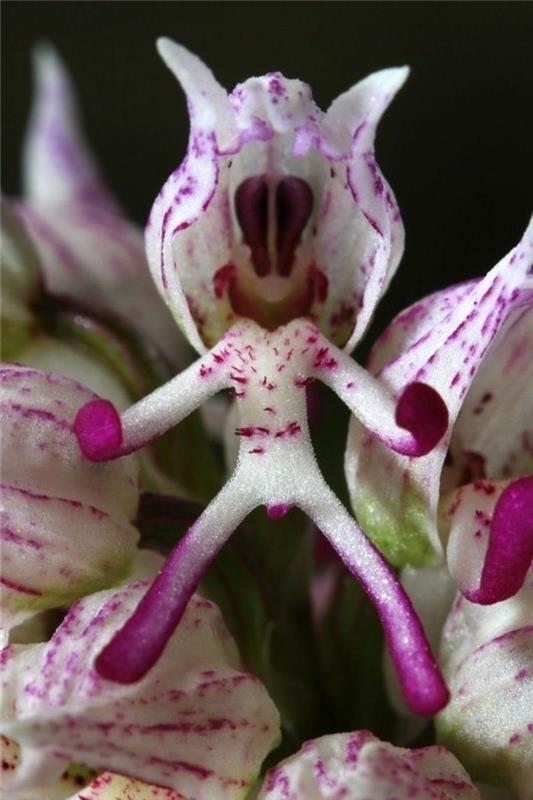 orchidee-redek-orchidee-lhomme-unhabille-lila-et-blanc