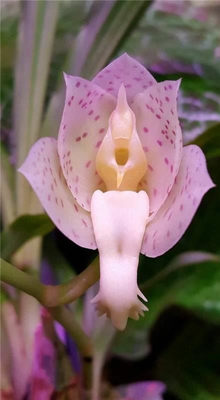 redka-orhideja-veličastna-orhideja-v-roza
