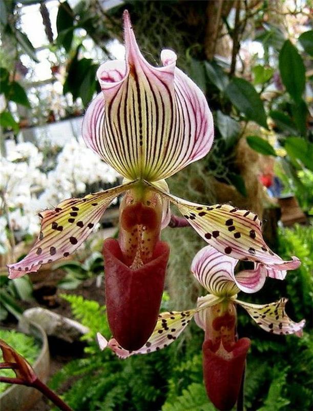 orhideje-redki-orhideji-copati-vrtnice-orhide-redki-unediti