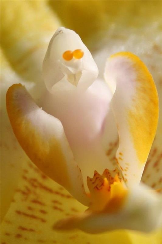 orchidee-redek-orchidee-fantom-blanc-et-jaune