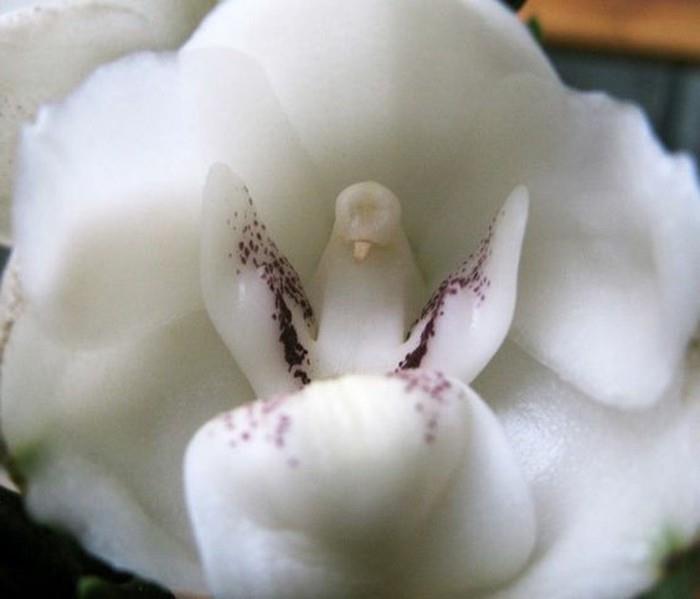 orhideja-redka-orhideja-beli-golob-čudeži narave