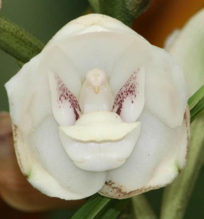 orhideja-redka-orhideja-golob-les-orhideza-preobleka