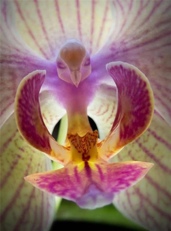 orhideja-redka-orhideja-golob-čudovita-orhideja
