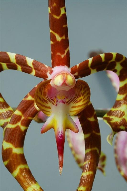 redke-orhideje-hobotnice-orhideje-fantastične-orhideje-iz-divjega sveta